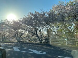 満開の桜🌸